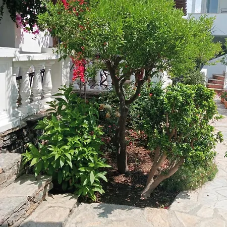 Cedi Bodrum